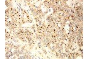 Image no. 1 for anti-XiAP Associated Factor 1 (XAF1) (C-Term) antibody (ABIN1492947)