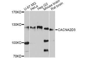 Western blot analysis of extracts of various cell lines, using CACNA2D3 antibody (ABIN4903101) at 1:3000 dilution. (CACNA2D3 anticorps)