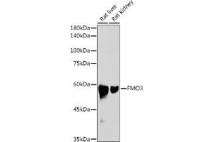 Western blot analysis of extracts of various cell lines, using FMO3 antibody (ABIN7267216) at 1:1000 dilution.