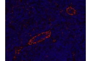 Indirect immunostaining of formalin-fixed paraffin embedded human tonsil section (dilution 1 : 200). (CD31 anticorps)
