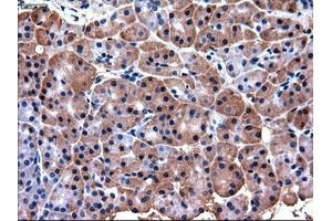 Immunohistochemical staining of paraffin-embedded pancreas using anti-PDX1 (ABIN2452675) mouse monoclonal antibody. (PDX1 anticorps)