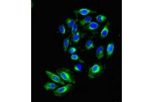 Immunofluorescent analysis of A549 cells using ABIN7157511 at dilution of 1:100 and Alexa Fluor 488-congugated AffiniPure Goat Anti-Rabbit IgG(H+L) (KIR2DS2 anticorps  (AA 104-241))