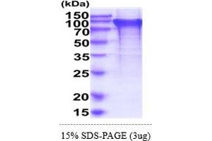 SDS-PAGE (SDS) image for Bridging Integrator 2 (BIN2) (AA 1-597) protein (His tag) (ABIN6388106)