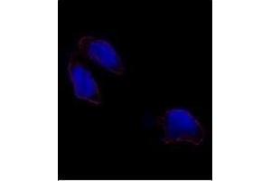 Immunofluorescence analysis of OCT3(OCT4) antibody (N-term) (ABIN388788 and ABIN2839121) in HeLa cells. (OCT4 anticorps  (N-Term))