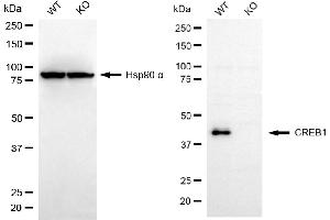 Western blotting analysis using CREB1 antibody (ABIN7797859). (CREB1 anticorps)