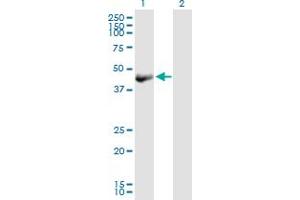 Western Blot analysis of OBFC1 expression in transfected 293T cell line by OBFC1 MaxPab polyclonal antibody. (OBFC1 anticorps  (AA 1-368))