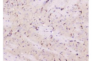 IHC analysis of ALDH1L1 using anti-ALDH1L1 antibody (ABIN7601093). (ALDH1L1 anticorps  (AA 282-424))