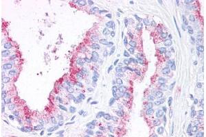 Anti-WNT5B antibody  ABIN1049479 IHC staining of human prostate.