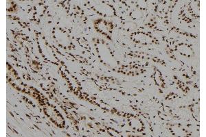 ABIN6278699 at 1/100 staining Human kidney tissue by IHC-P. (NR2C1 anticorps  (N-Term))