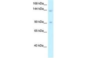 Image no. 1 for anti-Transcriptional Regulating Factor 1 (TRERF1) (AA 957-1006) antibody (ABIN6747657) (TRERF1 anticorps  (AA 957-1006))
