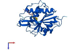 AlphaFold protein structure predicition of Human Recombinant LYPLA1 Protein, UniprotID O75608