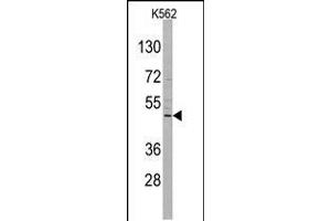 Western blot analysis of DRAGON (RGMB) Antibody in K562 cell line lysates (35ug/lane) (RGMB anticorps  (C-Term))