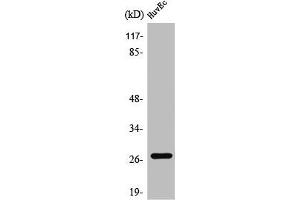 Western Blot analysis of HuvEc cells using PP32R1 Polyclonal Antibody (ANP32C anticorps  (Internal Region))