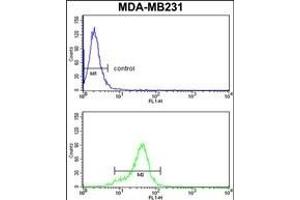 AGT4 Antibody (Center) (ABIN652650 and ABIN2842436) flow cytometry analysis of MDA-M cells (bottom histogram) comred to a negative control cell (top histogram). (AGPAT4 anticorps  (AA 176-202))