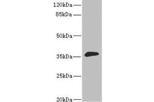 Western blot All lanes: DHDH antibody at 1. (DHDH anticorps  (AA 1-334))