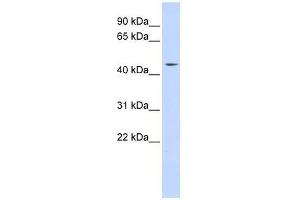 Western Blot showing INTS12 antibody used at a concentration of 1-2 ug/ml to detect its target protein.