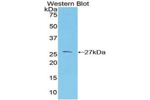 Detection of Recombinant PRNP, Mouse using Polyclonal Antibody to Prion Protein (PRNP) (PRNP anticorps  (AA 23-230))