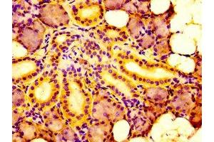 IHC image of ABIN7156618 diluted at 1:100 and staining in paraffin-embedded human salivary gland tissue performed on a Leica BondTM system.