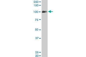 EXOC4 monoclonal antibody (M06), clone 4F1.