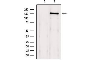 Western blot analysis of extracts from 293, using Brd4 Antibody.