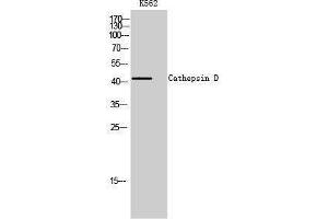 Western Blotting (WB) image for anti-Cathepsin D (CTSD) (Internal Region) antibody (ABIN3181789) (Cathepsin D anticorps  (Internal Region))