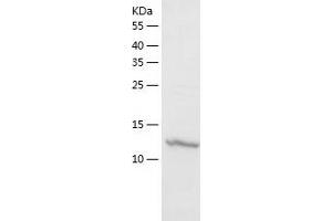 Western Blotting (WB) image for Podoplanin (PDPN) (AA 23-141) protein (His-IF2DI Tag) (ABIN7124500)