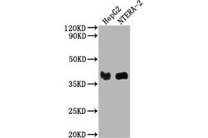 Western Blot Positive WB detected in: HepG2 whole cell lysate, NTERA-2 whole cell lysate All lanes: LCMT1 antibody at 1:2000 Secondary Goat polyclonal to rabbit IgG at 1/50000 dilution Predicted band size: 39, 42, 33 kDa Observed band size: 39 kDa (LCMT1 anticorps  (AA 157-357))