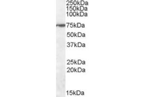 Image no. 1 for anti-Zinc Finger Protein 803 (ZNF803) (Internal Region) antibody (ABIN375091) (WIZ anticorps  (Internal Region))