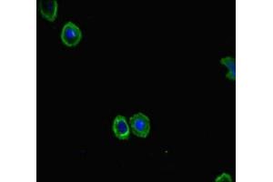 Immunofluorescent analysis of HepG2 cells using ABIN7152480 at dilution of 1:100 and Alexa Fluor 488-congugated AffiniPure Goat Anti-Rabbit IgG(H+L) (FBXL21 anticorps  (AA 78-137))