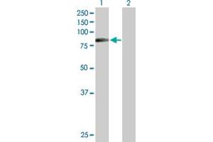 Western Blot analysis of HIPK4 expression in transfected 293T cell line by HIPK4 MaxPab polyclonal antibody. (HIPK4 anticorps  (AA 1-616))