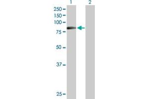 Western Blot analysis of HIPK4 expression in transfected 293T cell line by HIPK4 MaxPab polyclonal antibody.