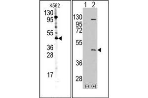 Image no. 1 for anti-Protein Arginine Methyltransferase 8 (PRMT8) (C-Term) antibody (ABIN356732) (PRMT8 anticorps  (C-Term))