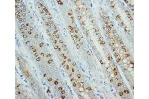 Image no. 1 for anti-Adenosylmethionine Decarboxylase 1 (AMD1) (C-Term) antibody (ABIN1492918)