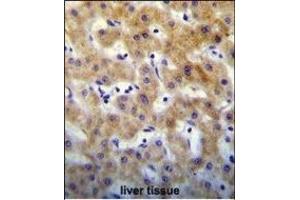 KT Antibody (C-term) (ABIN655129 and ABIN2844756) immunohistochemistry analysis in formalin fixed and paraffin embedded human liver tissue followed by peroxidase conjugation of the secondary antibody and DAB staining. (KRTCAP2 anticorps  (C-Term))