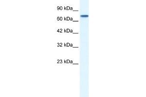 WB Suggested Antibody Titration:  0.