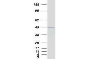 Validation with Western Blot