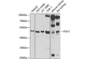 Western blot analysis of extracts of various cell lines, using PON1 antibody  at 1:1000 dilution. (PON1 anticorps  (AA 9-109))