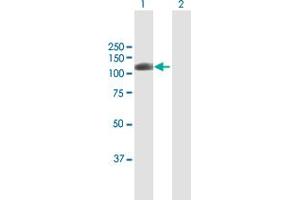 Western Blot analysis of AOF2 expression in transfected 293T cell line by AOF2 MaxPab polyclonal antibody. (LSD1 anticorps  (AA 1-876))