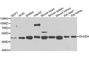 Western blot analysis of extracts of various cell lines, using DHODH antibody. (DHODH anticorps)