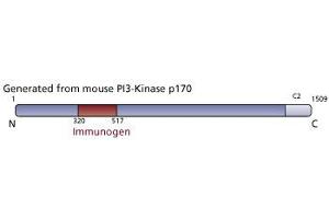 Image no. 3 for anti-PI3-Kinase p170 antibody (ABIN968340) (PI3-Kinase p170 anticorps)
