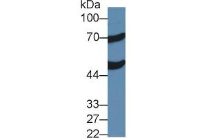 Western Blot; Sample: Mouse Liver lysate; Primary Ab: 2µg/ml Rabbit Anti-Human ACOX1 Antibody Second Ab: 0. (ACOX1 anticorps  (AA 210-409))