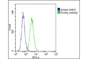 Overlay histogram showing C2C12 cells stained with (ABIN6242693 and ABIN6578667)(green line).