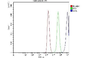 Flow Cytometry analysis of 293T cells using anti-SnoN/SNO/SKIL antibody (ABIN7599455). (SKIL anticorps  (AA 1-504))