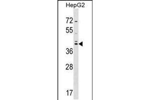 Western blot analysis in HepG2 cell line lysates (35ug/lane). (SOX7 anticorps  (C-Term))