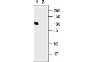 anti-Glutamate Receptor, Ionotropic, AMPA 2 (GRIA2) (Extracellular), (N-Term) antibody