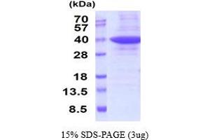 SDS-PAGE (SDS) image for Prohibitin 2 (PHB2) (AA 1-299) protein (His tag) (ABIN5853059)