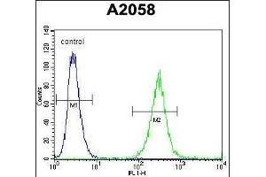 anti-GRB2-Associated Binding Protein Family, Member 4 (GAB4) (AA 64-92), (N-Term) antibody