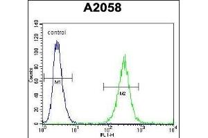 GAB4 Antibody (N-term) (ABIN655462 and ABIN2844990) flow cytometric analysis of  cells (right histogram) compared to a negative control cell (left histogram). (GAB4 anticorps  (N-Term))