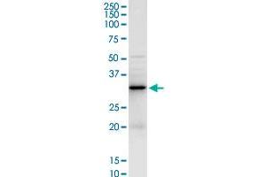 LGALS3 MaxPab rabbit polyclonal antibody.
