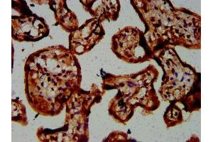 IHC image of ABIN7146688 diluted at 1:300 and staining in paraffin-embedded human placenta tissue performed on a Leica BondTM system.